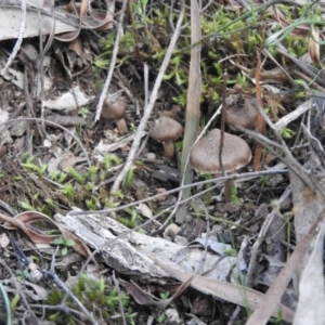 Inocybe sp. at Burrinjuck, NSW - 26 Sep 2016