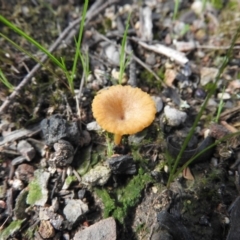 Lichenomphalia chromacea (Yellow Navel) at Burrinjuck, NSW - 26 Sep 2016 by ArcherCallaway