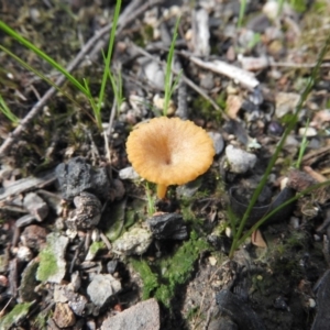 Lichenomphalia chromacea at Burrinjuck, NSW - 26 Sep 2016