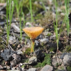 Lichenomphalia chromacea at Burrinjuck, NSW - 26 Sep 2016