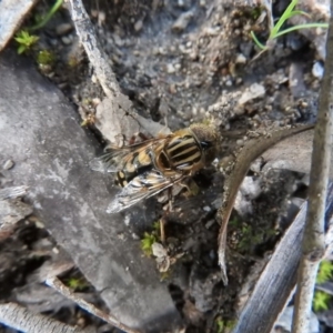 Eristalinus punctulatus at Burrinjuck, NSW - 26 Sep 2016 03:38 PM