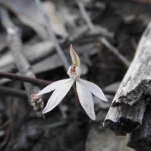 Caladenia fuscata at Burrinjuck, NSW - 26 Sep 2016