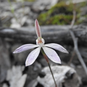 Caladenia fuscata at Burrinjuck, NSW - 26 Sep 2016