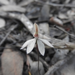 Caladenia fuscata at Burrinjuck, NSW - 26 Sep 2016