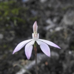 Caladenia fuscata at Burrinjuck, NSW - 26 Sep 2016