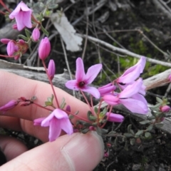 Tetratheca bauerifolia (Heath Pink-bells) at Burrinjuck, NSW - 26 Sep 2016 by ArcherCallaway