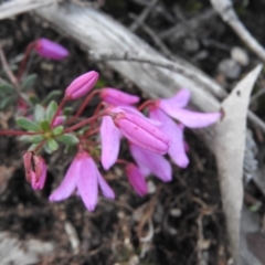 Tetratheca bauerifolia at Burrinjuck, NSW - 26 Sep 2016