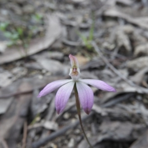 Caladenia sp. at Burrinjuck, NSW - 26 Sep 2016