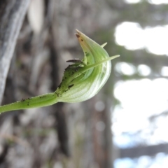 Pterostylis nutans (Nodding Greenhood) at Burrinjuck, NSW - 26 Sep 2016 by ArcherCallaway