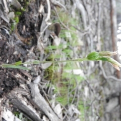 Bunochilus sp. (Leafy Greenhood) at Burrinjuck, NSW - 26 Sep 2016 by RyuCallaway
