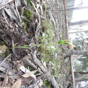 Bunochilus sp. at Burrinjuck, NSW - 26 Sep 2016