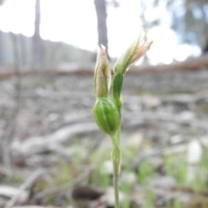 Bunochilus sp. at Burrinjuck, NSW - 26 Sep 2016