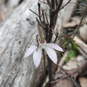 Caladenia sp. at Burrinjuck, NSW - 26 Sep 2016