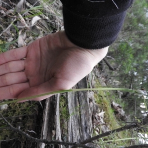 Pterostylis pedunculata at Burrinjuck, NSW - 26 Sep 2016