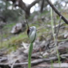 Pterostylis pedunculata at Burrinjuck, NSW - 26 Sep 2016