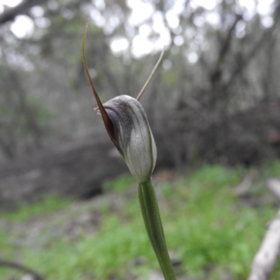 Pterostylis pedunculata (Maroonhood) at Burrinjuck, NSW - 26 Sep 2016 by ArcherCallaway