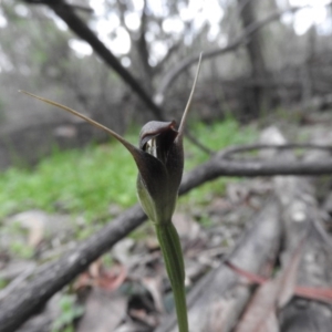 Pterostylis pedunculata at Burrinjuck, NSW - suppressed