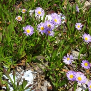 Brachyscome spathulata at Molonglo Valley, ACT - 20 Oct 2016 12:05 PM