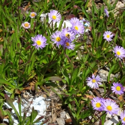 Brachyscome spathulata (Coarse Daisy, Spoon-leaved Daisy) at Sth Tablelands Ecosystem Park - 20 Oct 2016 by galah681