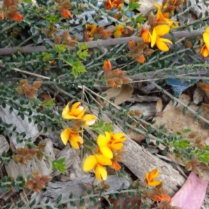 Mirbelia oxylobioides at Molonglo Valley, ACT - 20 Oct 2016