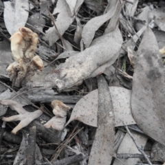 Clavulina sp. at Burrinjuck, NSW - 26 Sep 2016