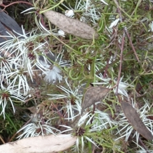 Clematis leptophylla at Molonglo Valley, ACT - 20 Oct 2016 12:23 PM