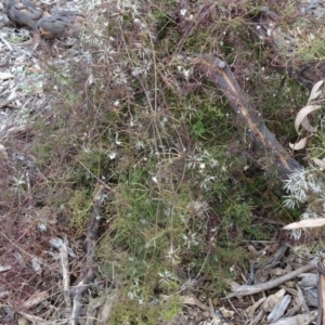 Clematis leptophylla at Molonglo Valley, ACT - 20 Oct 2016 12:23 PM