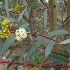 Eucalyptus rossii at Sth Tablelands Ecosystem Park - 20 Oct 2016