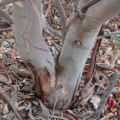 Eucalyptus rossii at Sth Tablelands Ecosystem Park - 20 Oct 2016 12:24 PM