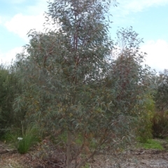 Eucalyptus rossii at Molonglo Valley, ACT - 20 Oct 2016