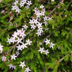 Calytrix tetragona (Common Fringe-myrtle) at Sth Tablelands Ecosystem Park - 20 Oct 2016 by galah681