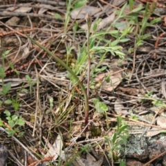 Thelymitra sp. (A Sun Orchid) at Mount Majura - 22 Oct 2016 by petersan