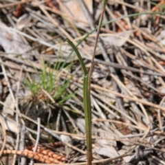 Thelymitra sp. at Canberra Central, ACT - 23 Oct 2016