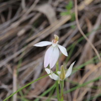 Caladenia carnea (Pink Fingers) at Canberra Central, ACT - 23 Oct 2016 by petersan