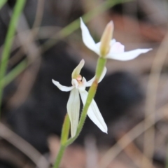 Caladenia carnea at Canberra Central, ACT - 23 Oct 2016
