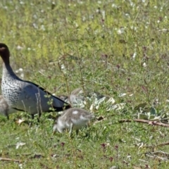 Chenonetta jubata (Australian Wood Duck) at Tidbinbilla Nature Reserve - 14 Oct 2016 by galah681