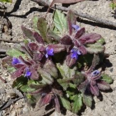 Ajuga australis (Austral Bugle) at Paddys River, ACT - 15 Oct 2016 by galah681