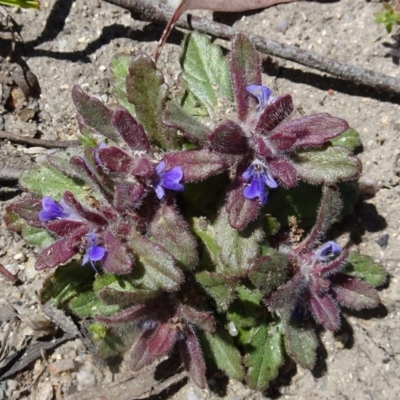 Ajuga australis (Austral Bugle) at Paddys River, ACT - 15 Oct 2016 by galah681