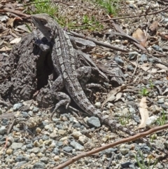 Amphibolurus muricatus (Jacky Lizard) at Paddys River, ACT - 15 Oct 2016 by galah681