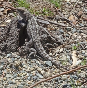 Amphibolurus muricatus at Paddys River, ACT - 15 Oct 2016