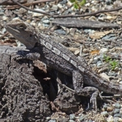 Amphibolurus muricatus at Paddys River, ACT - 15 Oct 2016