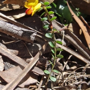 Bossiaea buxifolia at Paddys River, ACT - 15 Oct 2016