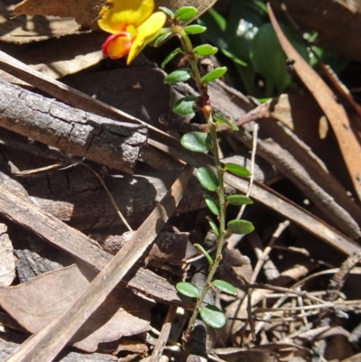 Bossiaea buxifolia (Matted Bossiaea) at Tidbinbilla Nature Reserve - 15 Oct 2016 by galah681