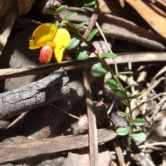 Bossiaea buxifolia at Paddys River, ACT - 15 Oct 2016