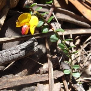 Bossiaea buxifolia at Paddys River, ACT - 15 Oct 2016