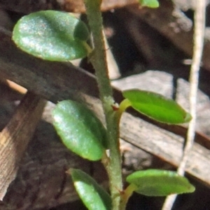 Bossiaea buxifolia at Paddys River, ACT - 15 Oct 2016