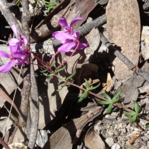 Tetratheca bauerifolia at Paddys River, ACT - 15 Oct 2016 02:08 PM