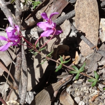 Tetratheca bauerifolia (Heath Pink-bells) at Tidbinbilla Nature Reserve - 15 Oct 2016 by galah681