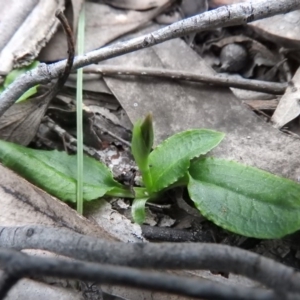 Pterostylis sp. at Burrinjuck, NSW - suppressed