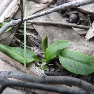 Pterostylis sp. (A Greenhood) at Burrinjuck, NSW - 26 Sep 2016 by RyuCallaway